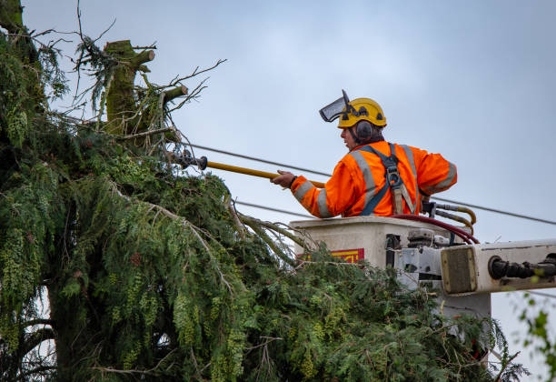 Best Tree and Shrub Care  in Fairwood, MD