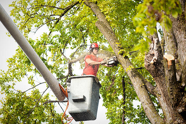 How Our Tree Care Process Works  in  Fairwood, MD